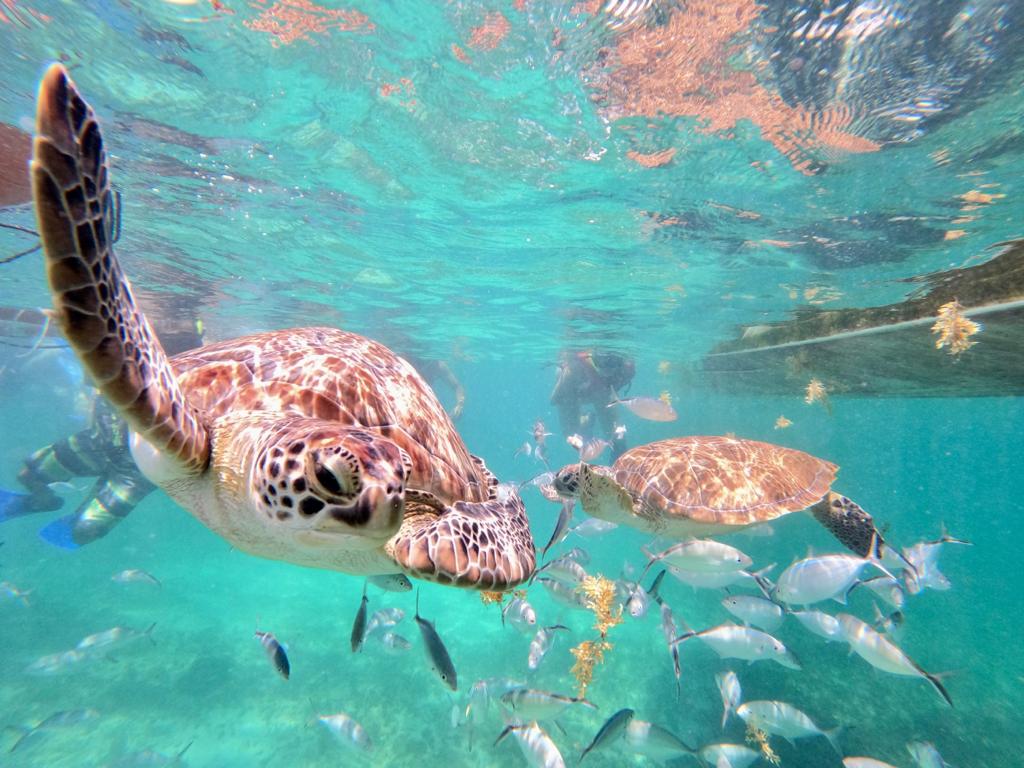 turtle snorkel