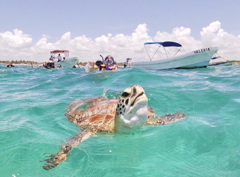 Mex sol tours private turtle 4 swim riviera maya mexico