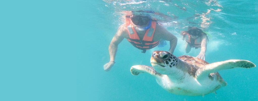 post sample mexico sol tours turtle snorkel