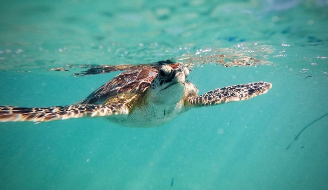 Tulum turtles and mayan village slide