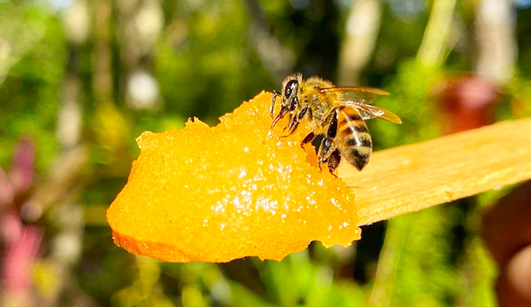 chichen honey slider