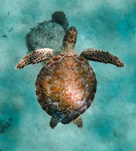 Mex sol tours private turtle 13 swim riviera maya mexico