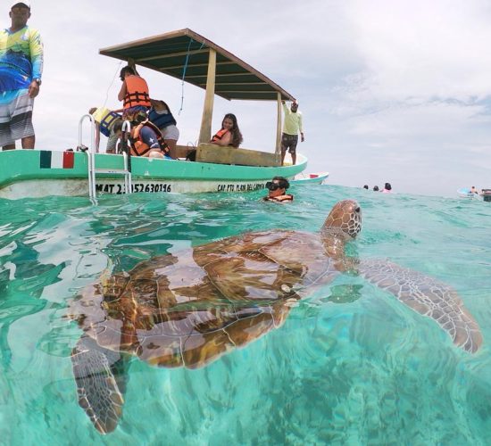 Mex sol tours private turtle 8 swim riviera maya mexico