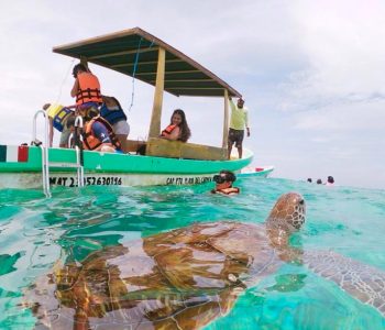 tulum turtles tankah slider